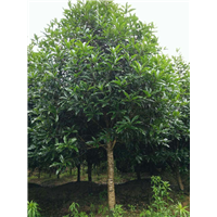 漳州桂花批发、漳州桂花价格