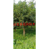 漳州风铃木