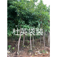 漳州杜英