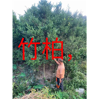 福建桂花基地