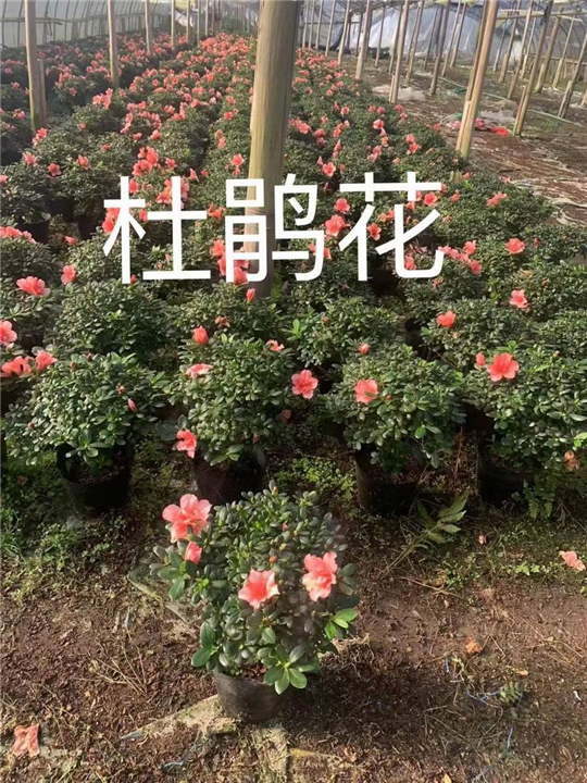 漳州杜鹃花
