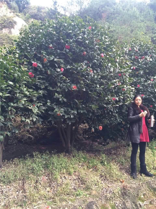 漳州茶花、福建茶花