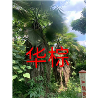 漳州华棕