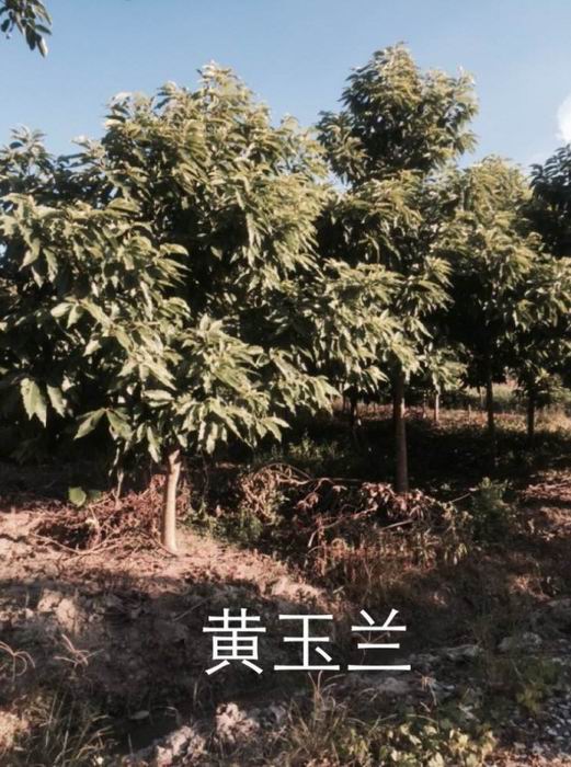 漳州黄玉兰13605076555 