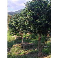 漳州茶花销售、漳州茶花供应