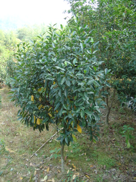 茶花