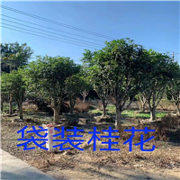 福建桂花基地