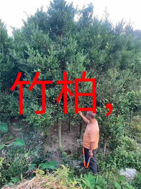 漳州竹柏