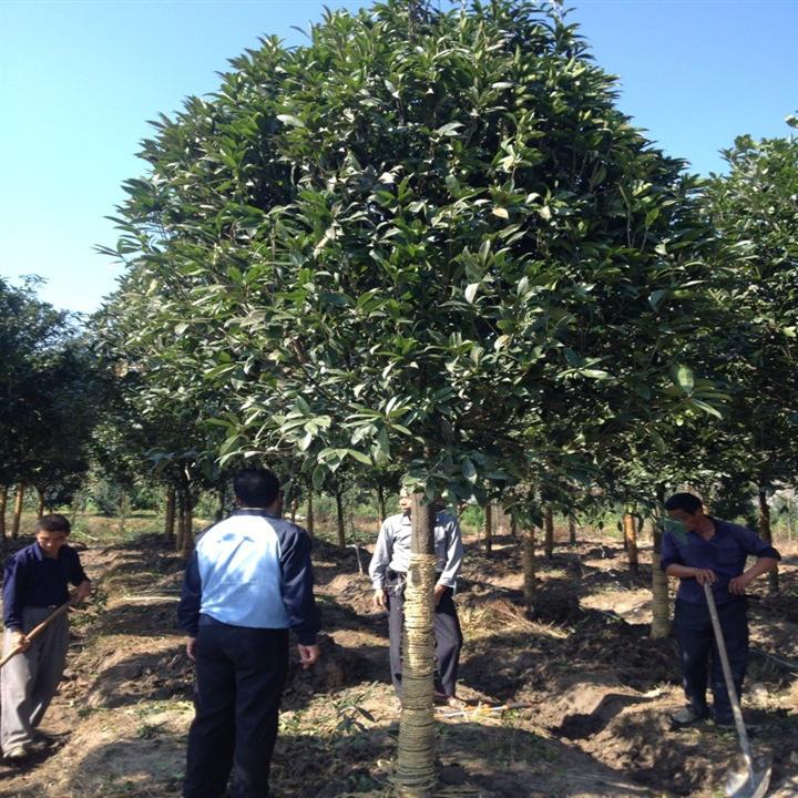 漳州桂花基地|漳州南靖县文明桂花苗木场