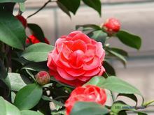 茶花-福建茶花基地￥福建茶花苗价格