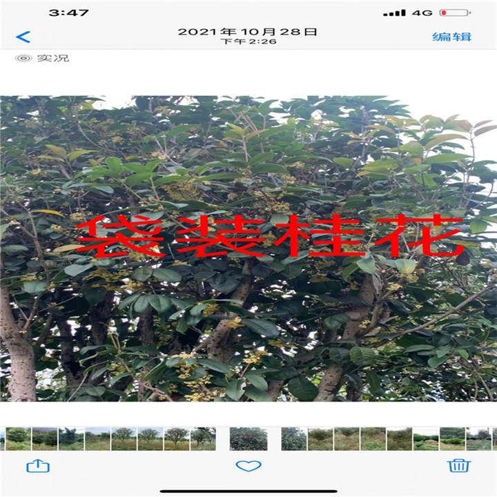 福建桂花基地