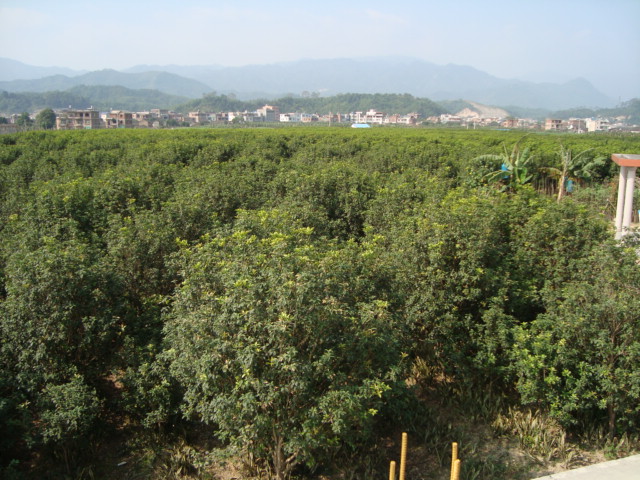 福建桂花基地|文明桂花苗圃场 
