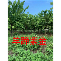 漳州羊蹄紫金