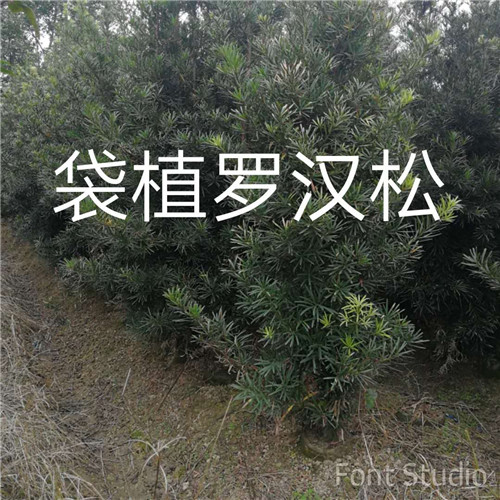 漳州袋植罗汉松 南靖袋植罗汉松