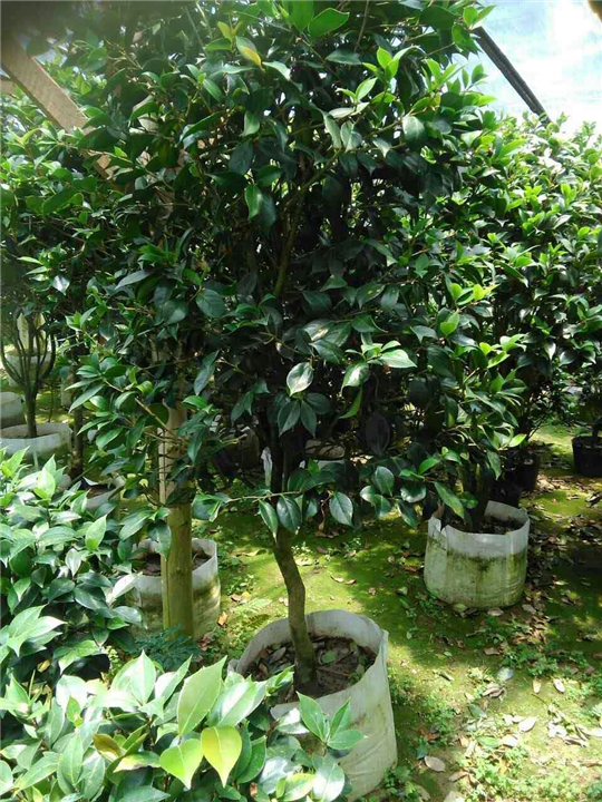 漳州茶花、福建茶花