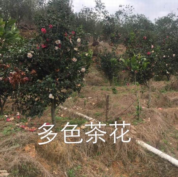 漳州多色茶花13605076555 