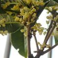 桂花-漳州桂花苗子￥福建桂花基地