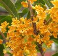桂花-漳州桂花苗子￥福建桂花基地