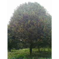 漳州桂花、漳州桂花批发