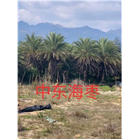 漳州中东海枣