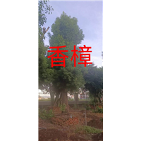 漳州香樟