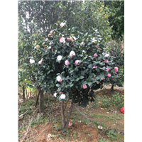漳州茶花销售、漳州茶花供应