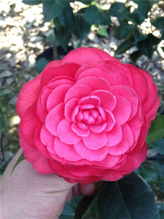漳州茶花销售、漳州茶花供应