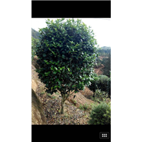 漳州茶花、福建茶花