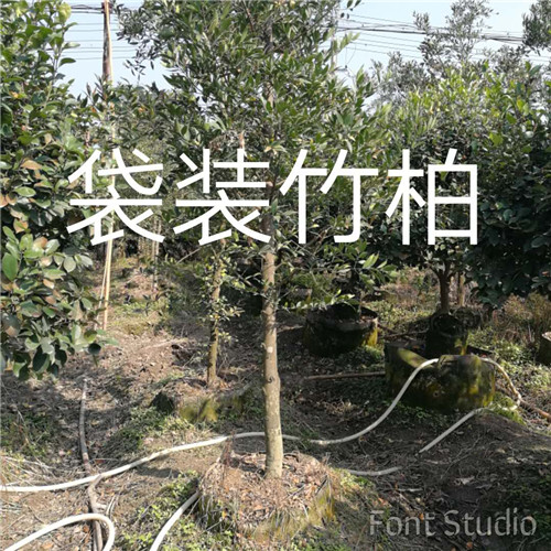 漳州袋装竹柏销售
