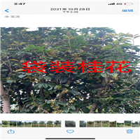福建桂花基地
