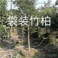 漳州袋装竹柏销售