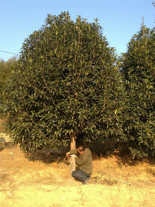 漳州桂花、漳州桂花批发