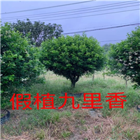 福建九里香批发