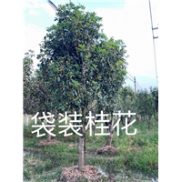 漳州桂花