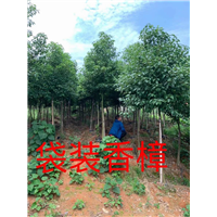漳州香樟