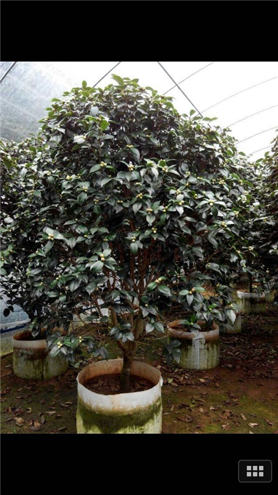 漳州茶花价格、漳州茶花批发