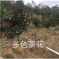 漳州多色茶花13605076555 