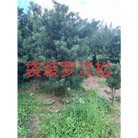 漳州苗木场