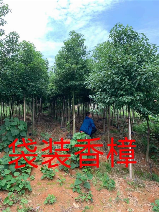 漳州香樟