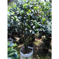 漳州茶花销售、漳州茶花供应