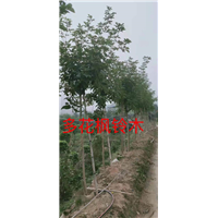 漳州多花风铃木