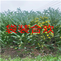 福建合欢基地