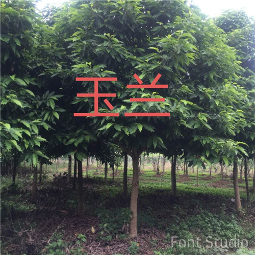 漳州玉兰批发 南靖玉兰供应