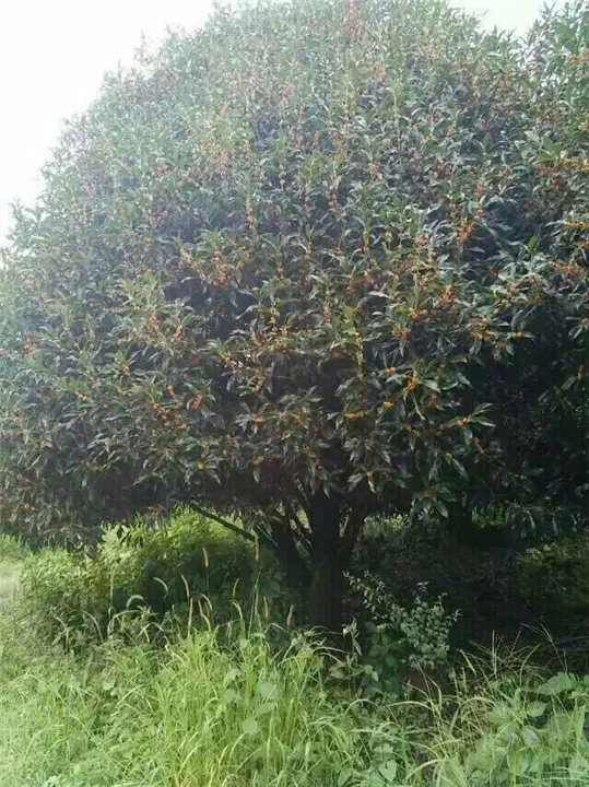 漳州桂花批发、漳州桂花价格