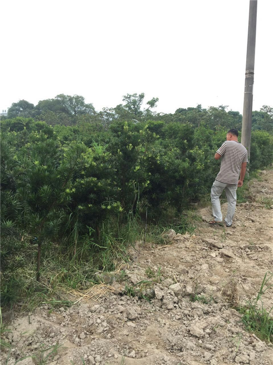 漳州罗汉松供应、漳州罗汉松销售