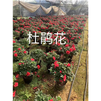 漳州杜鹃花