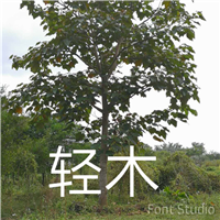漳州花木供应  南靖花木销售