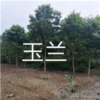 漳州玉兰供应 漳州玉兰批发 