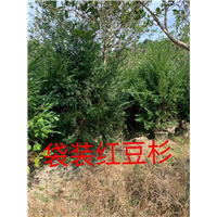 漳州红豆杉