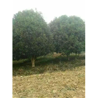 漳州桂花、漳州桂花批发